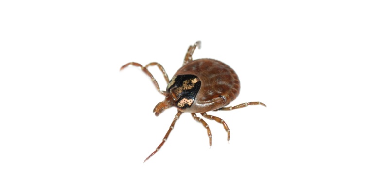 Best Tick Exterminators in Anna, TX