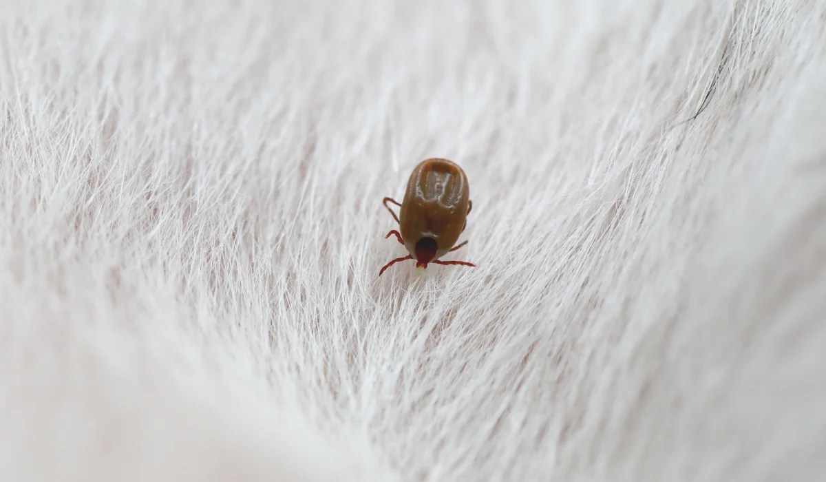 Common Causes of Flea and Tick Infestations in Anna, TX Homes and Yards