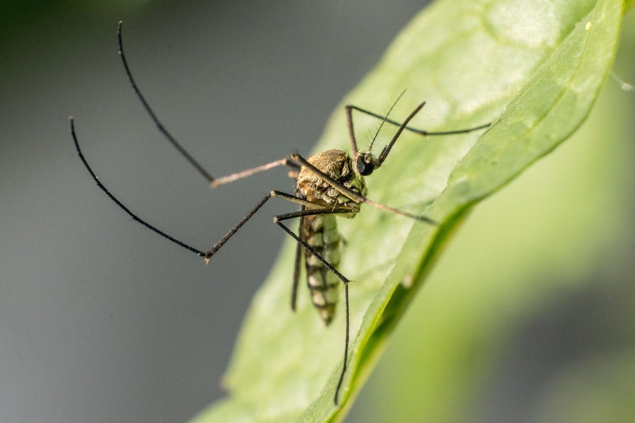 How Professional Mosquito Services Protect Your Family and Pets in Anna, TX