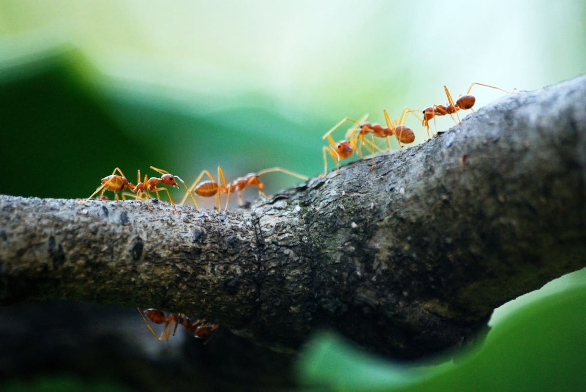 How to Keep Ants Out of Your Kitchen and Pantry in Anna, TX