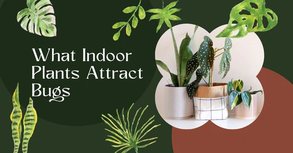 How Interior Plants Can Attract Pests – And What to Do About It