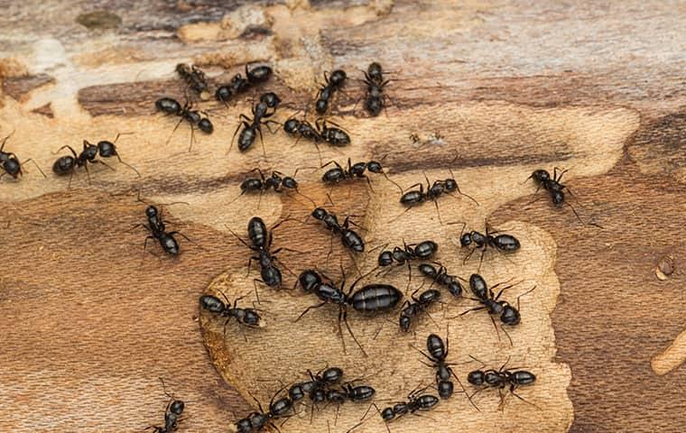 Professional pest control technician identifying ant species for targeted ants control in Anna, TX home