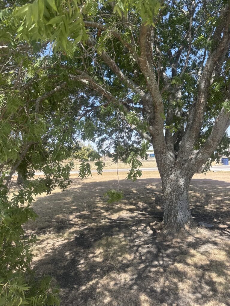 A mature pecan shading most of a lawn in Anna, the kind of dense canopy that keeps ground cool and damp enough for mosquitoes to rest through the day.