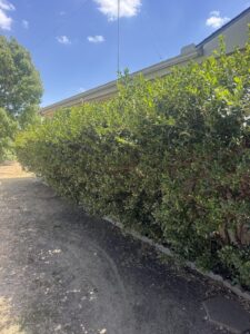 A clipped holly hedge running the length of a house foundation, dense enough to hold still, humid air inside it where mosquitoes shelter.