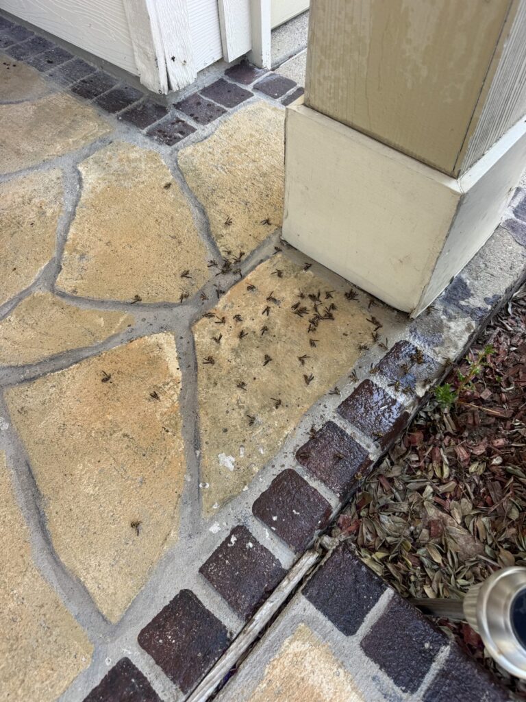 Paper wasps from a softball-sized nest, treated and removed from beside the front door of a home in Anna.