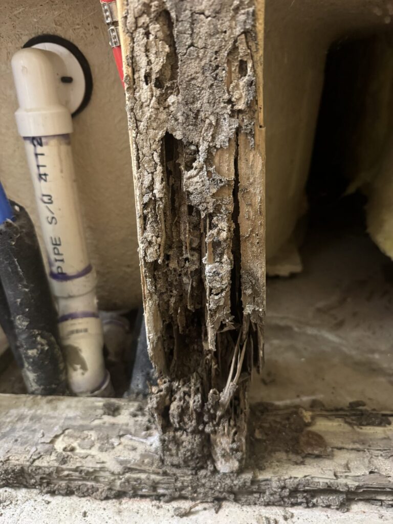 This picture shows heavy termite damage in the wood studs